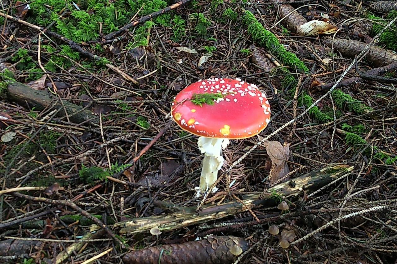 Tiny-Ferienhaeusle Casa Wendy Villa Loßburg Kültér fotó